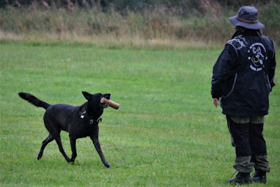 Hundetræning Dansk Politihundeforening Viborg Afd. Apporteringsøvelse