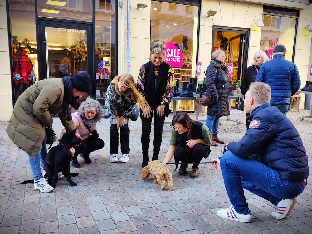 Hvalpehold Dansk Politihundeforening Gågaden Viborg